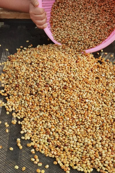 Güneşte kuruyan kahve çekirdeklerini kapat.              