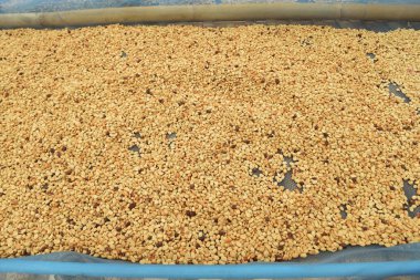 Güneşte kuruyan kahve çekirdeklerini kapat.              