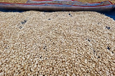 Güneşte kuruyan kahve çekirdeklerini kapat.              