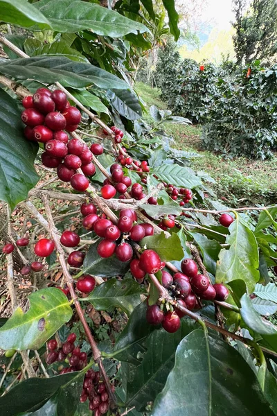 Ağaçta olgunlaşan kahve çekirdekleri                               