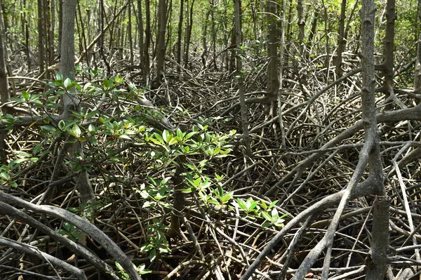 Mangrove Forest Prachuap Khiri Khan Province Thailand — Stock Photo, Image
