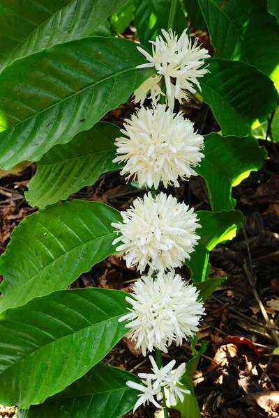 Coffee Tree Blossom White Color Flower Close View — Stock Photo, Image