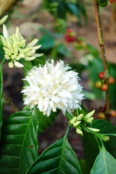 Káva Strom Květ Bílou Barvou Květiny Zblízka Pohled Royalty Free Stock Obrázky