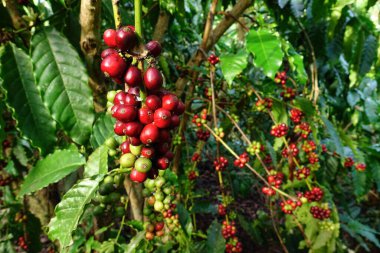 Ağaçta olgunlaşan kahve çekirdekleri                               