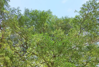 Doğada mavi gökyüzü olan büyük ağacın manzarası