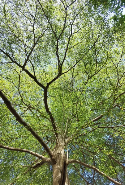 Paisaje Del Gran Árbol Con Cielo Azul Naturaleza —  Fotos de Stock