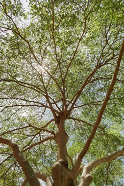 Doğada mavi gökyüzü olan büyük ağacın manzarası