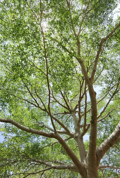 Пейзаж Большое Дерево Голубым Небом Природе — стоковое фото