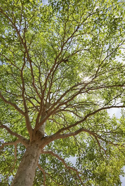 Paisagem Árvore Grande Com Céu Azul Natureza — Fotografia de Stock