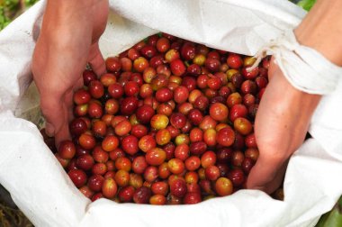 Elinizdeki taze kahve çekirdeklerini kapatın. 