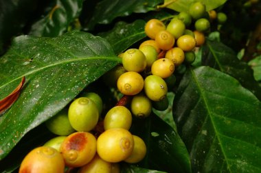 Ağaçta olgunlaşan kahve çekirdekleri                               
