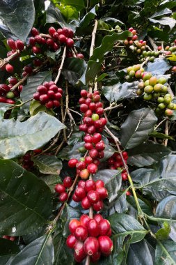 Ağaçta olgunlaşan kahve çekirdekleri                               