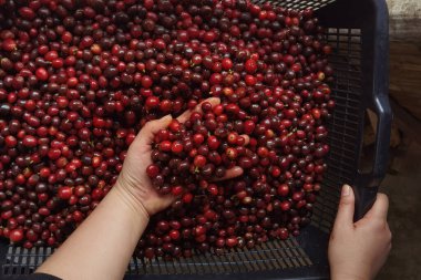 Sepette taze kahve çekirdeği.