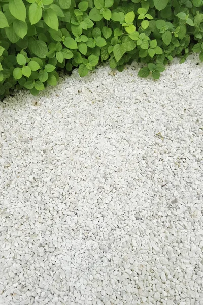 Close Των Πράσινων Φύλλων Και Άσπρη Μικρή Πέτρα Στον Κήπο — Φωτογραφία Αρχείου