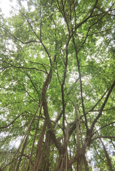 Пейзаж Велике Дерево Блакитним Небом Природі — стокове фото