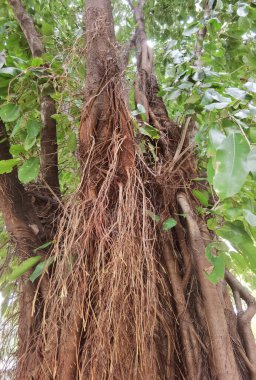 Arkaplan için ağacın kökünü kapat
