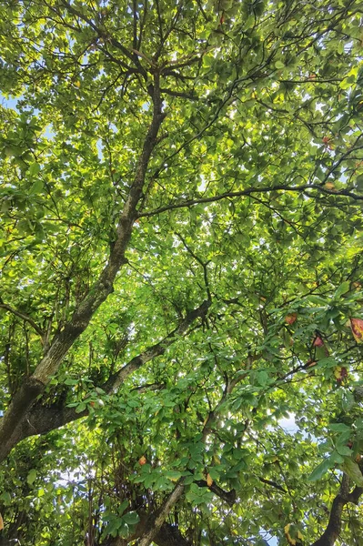 Paisagem Árvore Grande Com Fundo Natureza — Fotografia de Stock