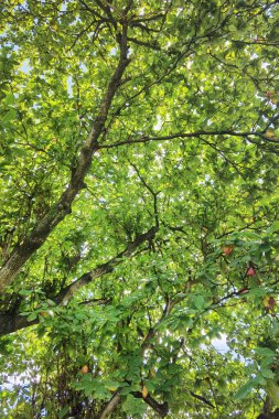 Doğanın arka planına sahip büyük ağacı düzenle