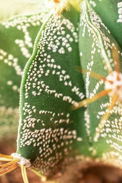 Close Astrophytum Κάκτος Υφή — Φωτογραφία Αρχείου