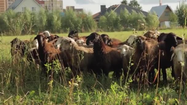 Yaitu Binatang Binatang Ternak Yang Menggembalakan Domba Pada Hari Yang — Stok Video
