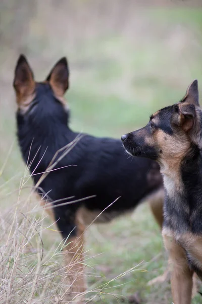Собаки Ожидании Своего Хозяина — стоковое фото