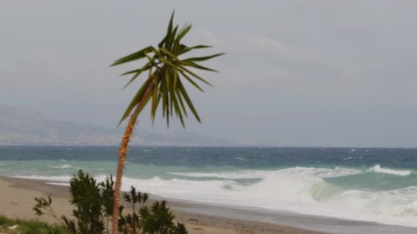 Palm Stranden Framför Havet Bilder — Stockvideo