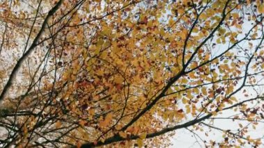 Ağaç görüntülerinde sarı yapraklar