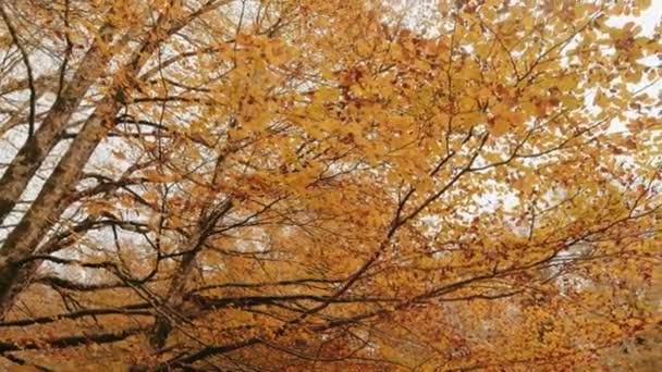 Folhas Amarelas Imagens Árvores — Vídeo de Stock
