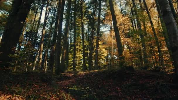 美しい秋の森の映像 — ストック動画