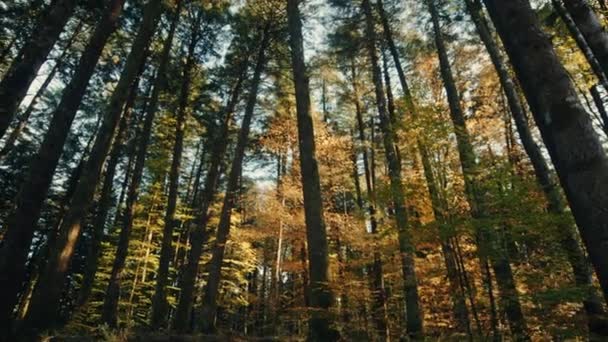 Riprese Della Bellissima Foresta Autunnale — Video Stock