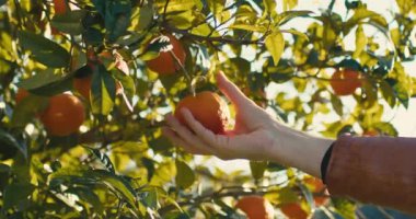 El kırsaldaki ağaçtan taze portakal meyvesi soyuyor.