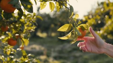 Kırsaldaki ağaçta asılı duran el yapımı baharat.