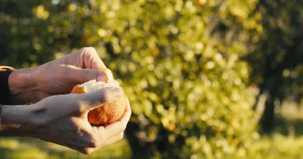 La mano está pelando una fruta naranja en el campo en la naturaleza. — Vídeos de Stock