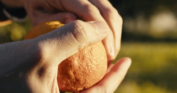 La mano está pelando una fruta naranja en el campo en la naturaleza. — Vídeo de stock