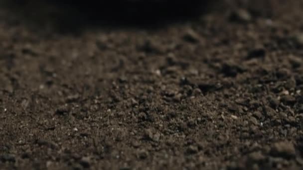 Рука фермера держит маленькие черные семена базилика у земли, готовые к посеву — стоковое видео