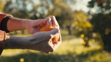 El, İtalyan kırsalında portakal meyvesi soyuyor..