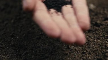 Ev yapımı çiftçi eli hasat için fesleğen ekiyor.