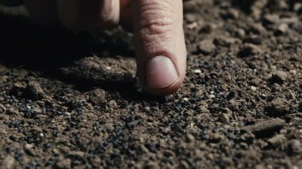 Палец нежно касается земли после посадки базиликового завода. — стоковое видео