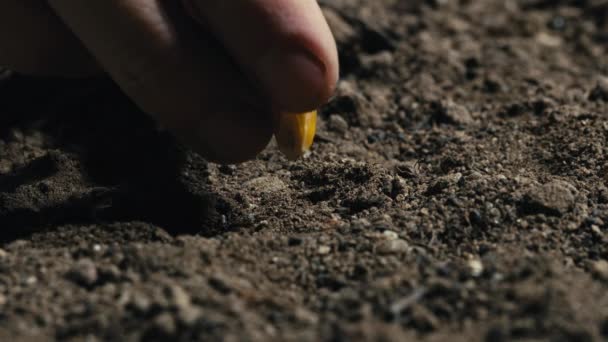 Ręka wkłada do gleby żółte ziarno kukurydzy.. — Wideo stockowe