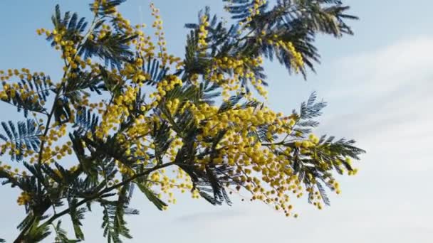 Fleur de mimosa jaune symbole de la journée des femmes en Italie avec le ciel comme fond. — Video