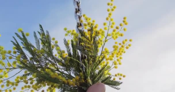 Mavi gökyüzüne zincirli sarı mimoza. Yakın çekim.. — Stok video