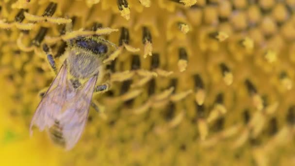 Маленька бджола запилює квітку соняшнику в сільській місцевості — стокове відео