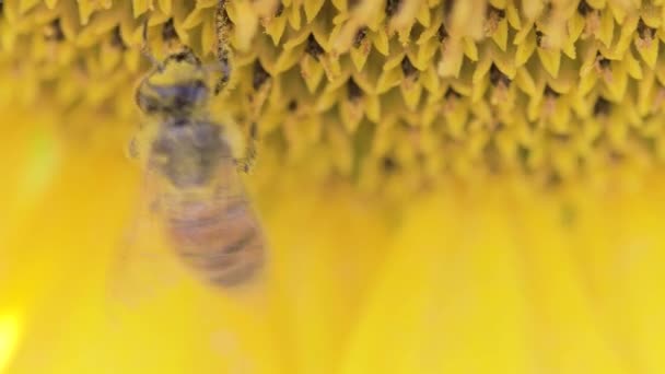 小さな蜂は田舎でひまわりの花を受粉させます — ストック動画