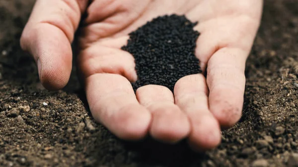 Petani tangan memegang biji kemangi hitam kecil dekat tanah siap untuk menabur — Stok Foto
