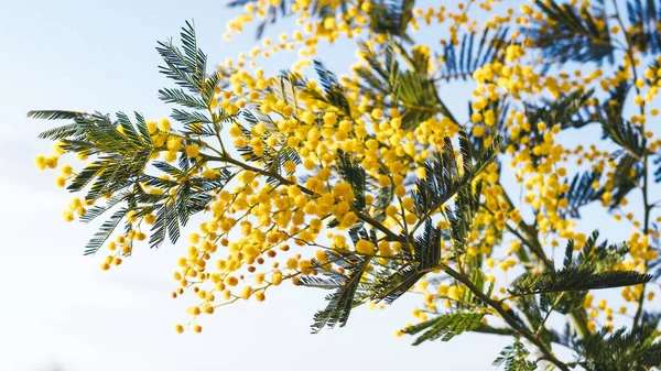 Tutup Bunga Mimosa Untuk Hari Wanita. — Stok Foto