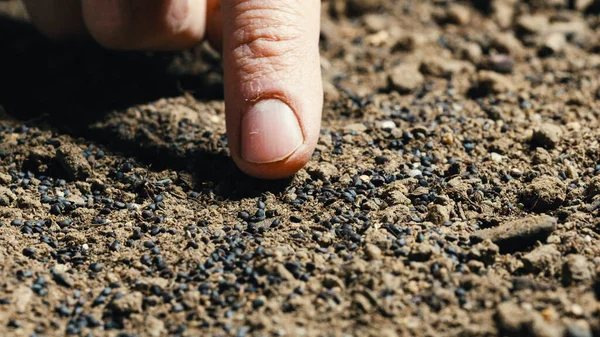 Menutup dari tangan menanam biji jagung ke dalam tanah — Stok Foto
