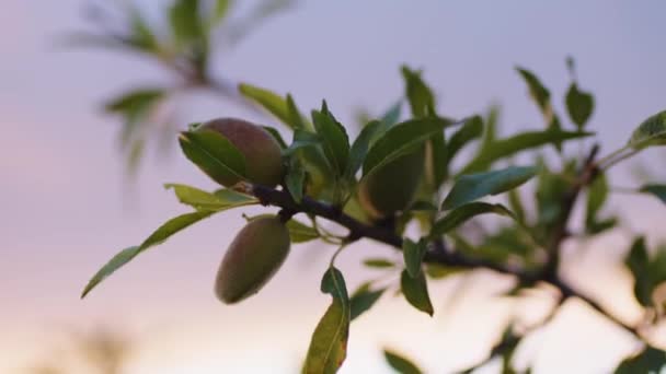 Almond tree with sunset sky in Calabria, Italy — Stock Video