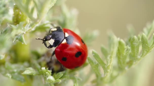 Mariquita roja en una planta verde en verano — Vídeos de Stock