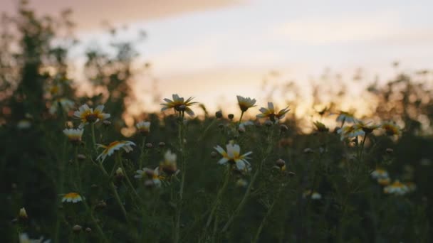 Campo de margaritas que se mueven en primavera después del atardecer — Vídeos de Stock