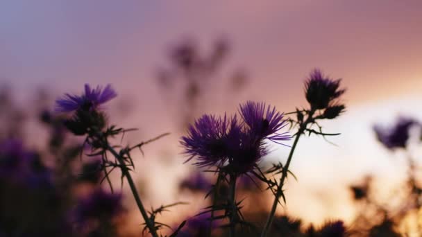 Силуэт фиолетовых цветов в природном парке на закате — стоковое видео